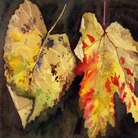 Two Leaves by Jean Cannon